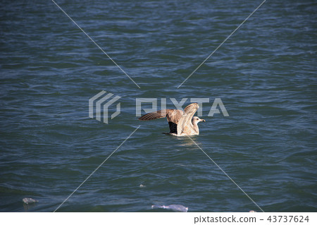 Seabird Ready to Take Off Seabird Ready to Take Off 43737624