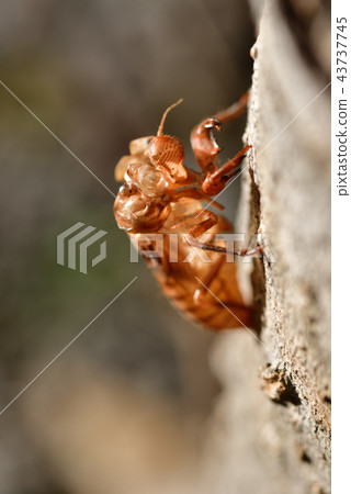 擺脫皮膚 43737745