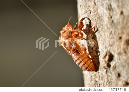 擺脫皮膚 擺脫皮膚 43737746