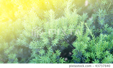 green spruce branches on a textured background. 43737840