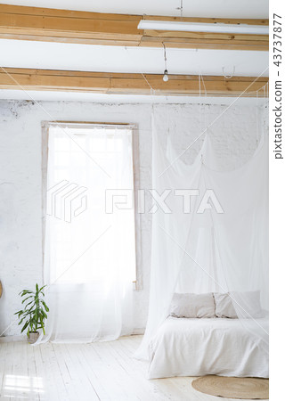 beautiful empty interior with a palm tree and curtain. Idea of white minimalist room with sofa 43737877