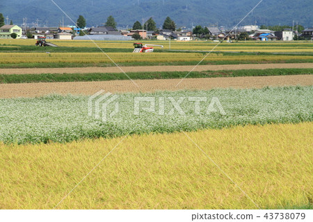 安曇野松川村的秋天 43738079
