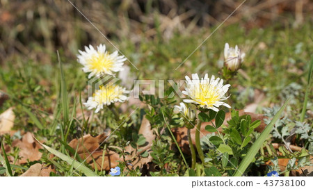 White banana dandelion 43738100
