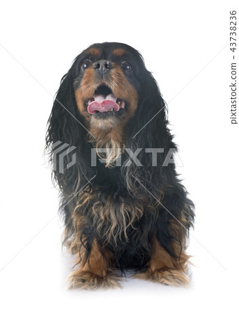 cavalier king charles 43738236