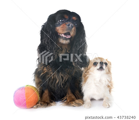 cavalier king charles and chihuahua 43738240