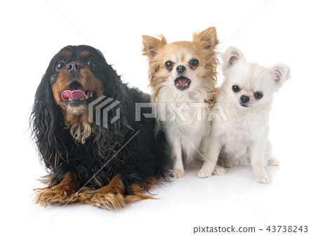 cavalier king charles and chihuahuas 43738243