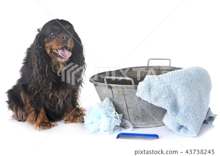 cavalier king charles and towel cavalier king charles and towel 43738245