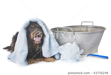 cavalier king charles and towel cavalier king charles and towel 43738246
