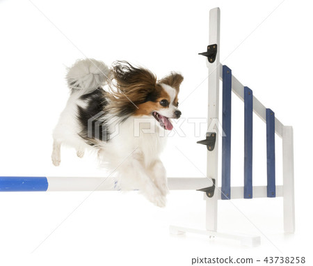training of agility 43738258