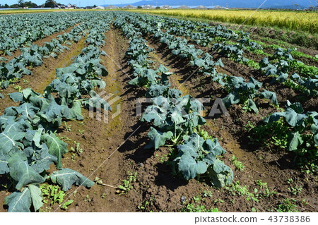 西蘭花田 43738386