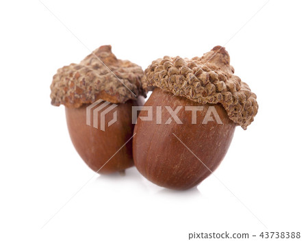 acorns on a white background ,close up 43738388
