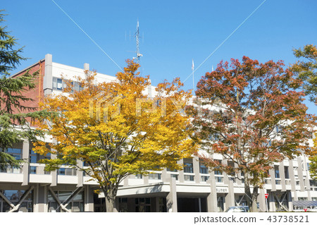 秋天郡山市政廳核心城市過渡紀念樹種植對比美麗與美麗的秋葉在宜人的晴朗的藍天發光 43738521
