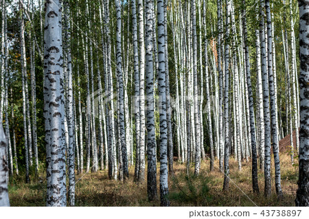 summer birch green forest summer birch green forest 43738897