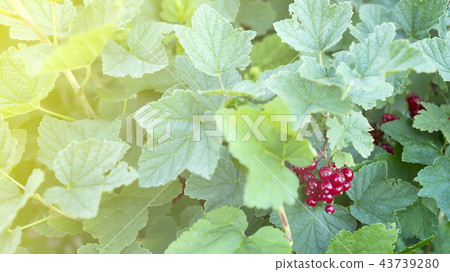 Ripe red currants close-up as background in the morning sun 43739280