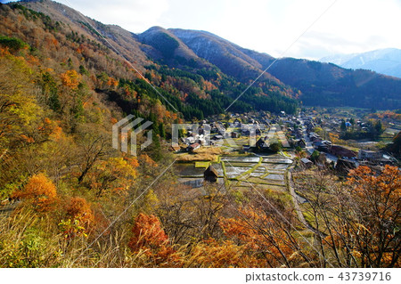 Shirakawago Gassho foliage Gifu Shirakawago Gassho foliage Gifu 43739716