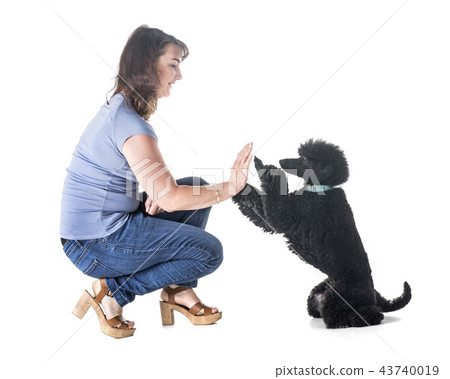 dog, owner and obedience 43740019