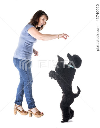 dog, owner and obedience 43740020