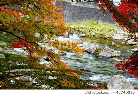 Kaarashii Autumn leaves Aichi Kaarashii Autumn leaves Aichi 43740056
