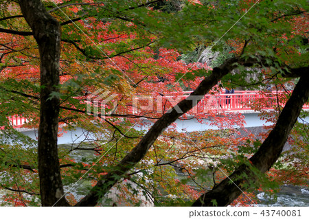 Kaarashii Autumn leaves Aichi 43740081