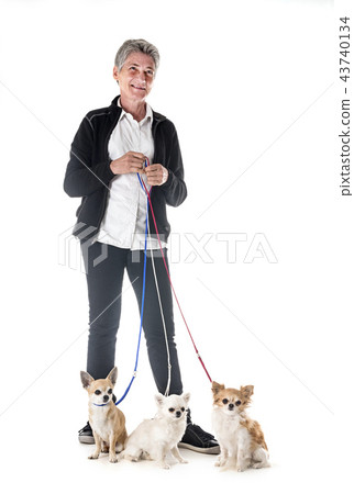 chihuahuas, owner and obedience chihuahuas, owner and obedience 43740134