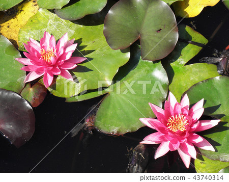 Botanical Garden,Nymphaea x marliacea 'Rubra' Botanical Garden,Nymphaea x marliacea 'Rubra' 43740314
