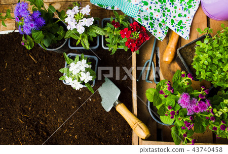 Colorful flowers and gardening tools in the soil 43740458