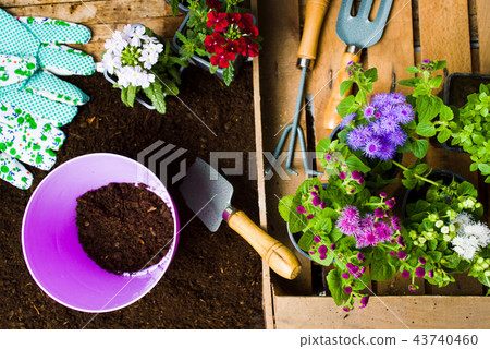 Colorful flowers and gardening tools in the soil Colorful flowers and gardening tools in the soil 43740460
