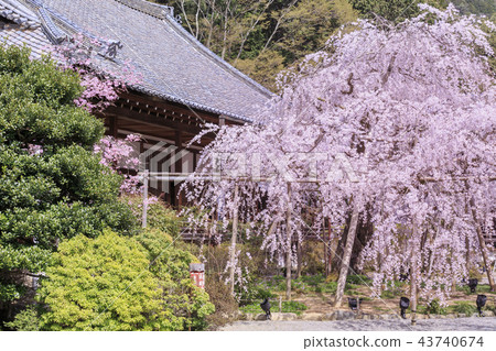 Bishamondo cherry tree Bishamondo cherry tree 43740674