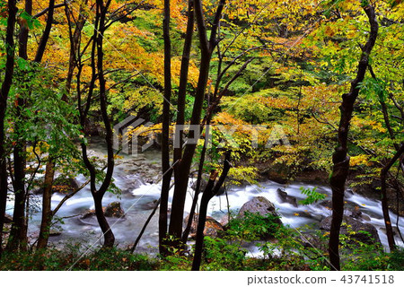 Koinokawa Koinokawa 43741518