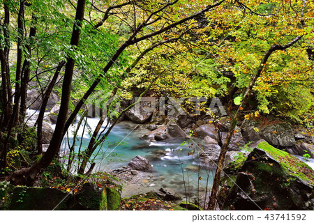 Kinomatagawa 43741592