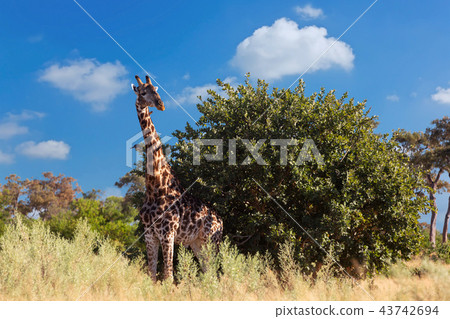 South African giraffe, Africa wildlife safari 43742694
