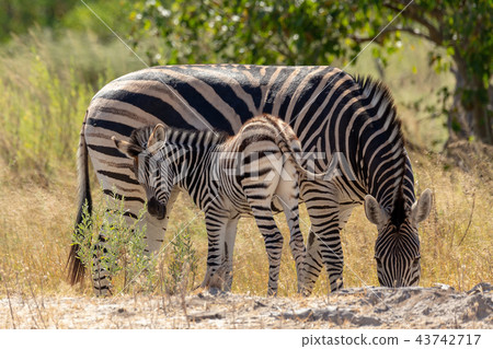 Zebra in bush, Botsvana Africa wildlife Zebra in bush, Botsvana Africa wildlife 43742717