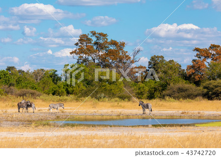 Zebra in bush, Botsvana Africa wildlife 43742720