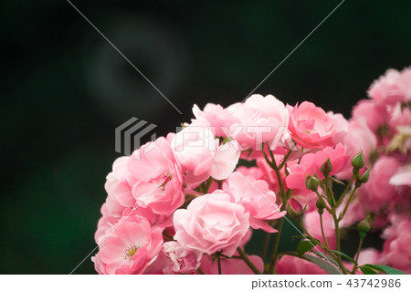 rose rose 43742986
