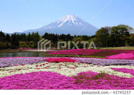 Fuji Shiba cherry tree Fuji Shiba cherry tree 43743257