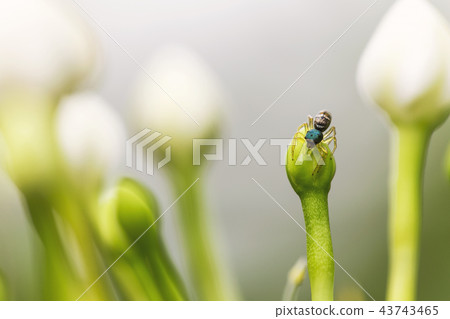 Close up spider on the flower. Close up spider on the flower. 43743465