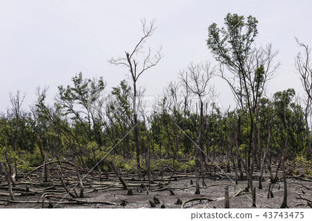 Old swamps and dead trees. Feel horrible. Old swamps and dead trees. Feel horrible. 43743475