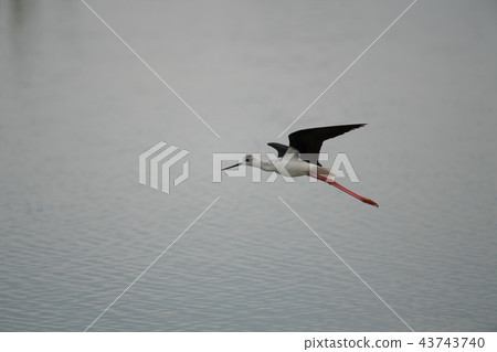 飛行女士，Seitakashigi 43743740