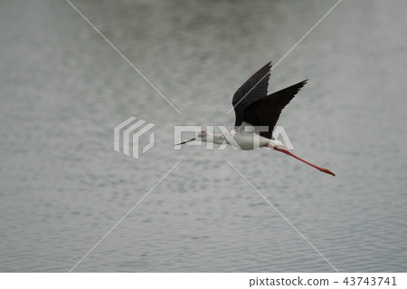 美麗的Seitakashigi的航班 43743741