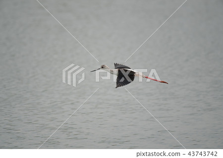 Seita kashida在途中 43743742