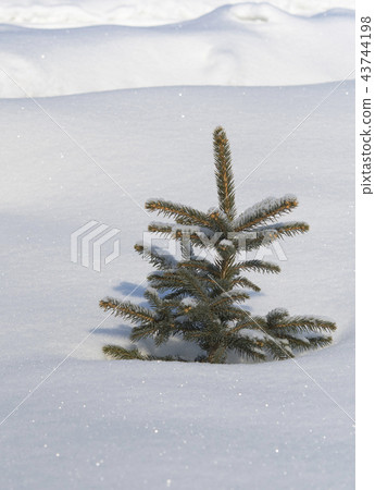 winter pine 43744198
