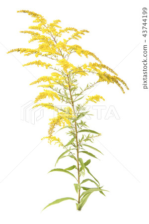 solidago 43744199