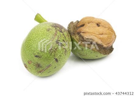 walnut in green peel walnut in green peel 43744312