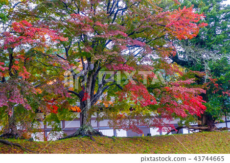 Autumn leaves scenery of Hikone Castle Autumn leaves scenery of Hikone Castle 43744665