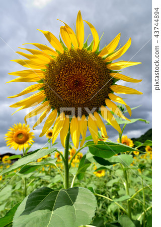 Sunflowers in Asakura Sunflowers claiming a strong presence Asakura City, Fukuoka Prefecture 43744894