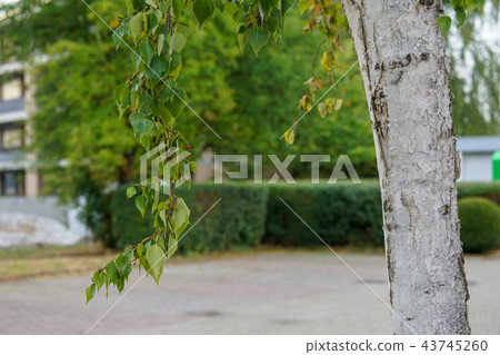 Birch Birch 43745260
