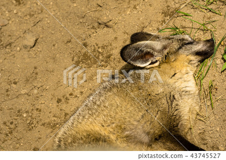 Omi fox Omi fox 43745527