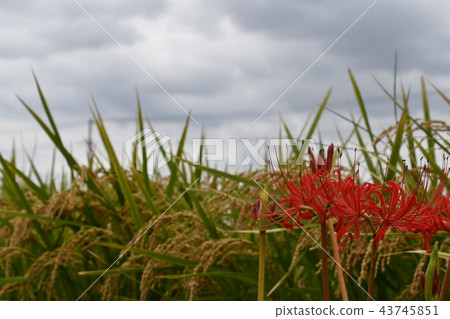 Clusterster Fujisawa Koidegawa 43745851