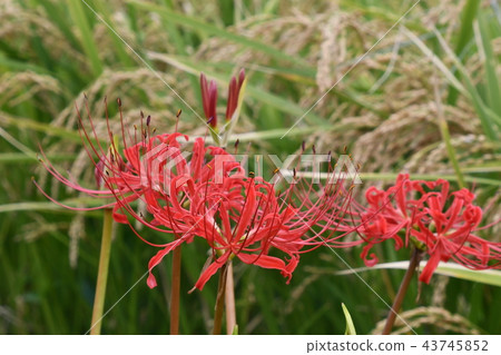 Clusterster Fujisawa Koidegawa 43745852