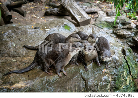 Group of oriental small-clawed otter Group of oriental small-clawed otter 43745985